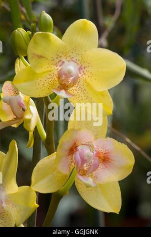 Phalaenopsis 'fratello potenziale d'Oro" MIW252662 Foto Stock