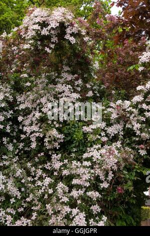 La clematide montana var. rubens- arrampicata attraverso tree MIW252685 Foto Stock