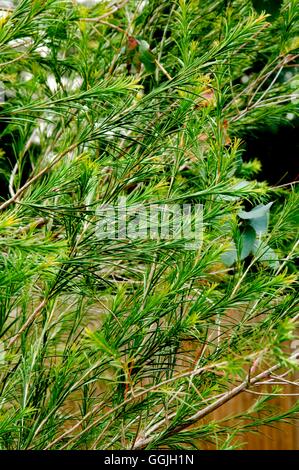Melaleuca alternifolia MIW252841 Foto Stock