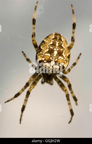 Spider - Giardino -- - (Araneus diadematus) MIW252871 Foto Stock