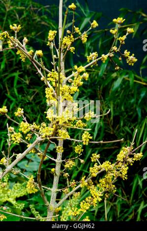 Cornus mas 'Aureoelegantissima' MIW252962 Foto Stock