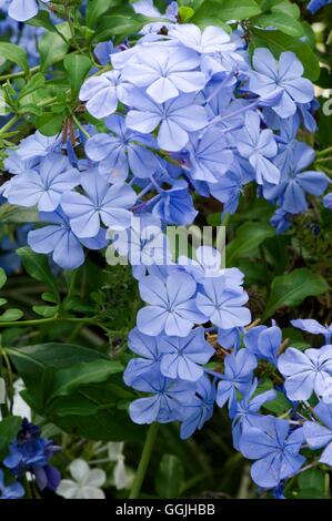 Plumbago auriculata- - (Syn P. capensis) MIW253077 Foto Stock