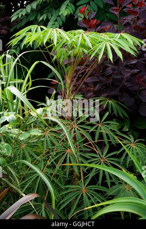 Schefflera taiwaniana MIW253107 Foto Stock