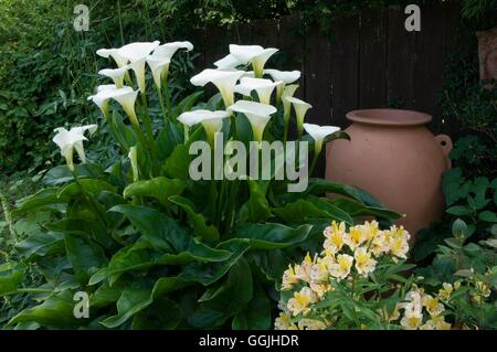 Zantedeschia aethiopica 'Crowborough'- - si prega di credito: Foto Hort/designer Anna Nolans MIW253129 Credi obbligatoria Foto Stock