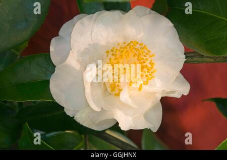 Camellia japonica 'Hiro Botan' MIW253312 Foto Stock