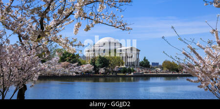 Il Jefferson Memorial e ciliegi in fiore su una soleggiata giornata di primavera a Washington DC, Stati Uniti d'America Foto Stock