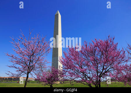 Il Monumento a Washington e alberi in fiore su una soleggiata giornata di primavera a Washington DC, Stati Uniti d'America Foto Stock