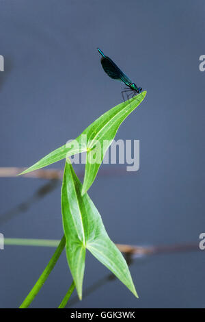 Libellula su waterplant, Calopteryx splendens, Sagittaria sagittifolia, Spreewald, Germania Foto Stock