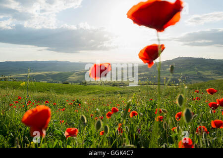 Paesaggio con papaveri rossi, nei pressi di Pienza, Val d'Orcia, in provincia di Siena, Toscana, Italia, patrimonio mondiale dell UNESCO Foto Stock