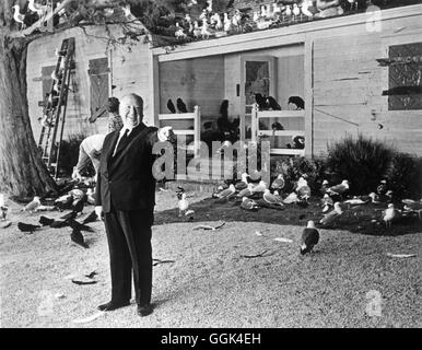 DIE VÖGEL / Gli uccelli USA 1963 / Alfred Hitchcock direttore cinematografico Alfred Hitchcock am Filmset Regie: Alfred Hitchcock aka. Gli uccelli Foto Stock