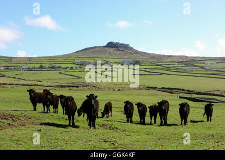 Le mucche in un campo vicino a Dunquin, costa ovest della penisola di Dingle, Kerry, Irlanda Foto Stock