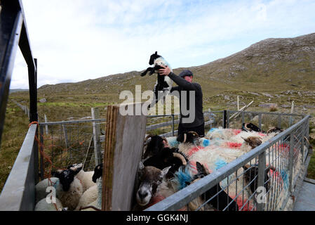 Pecore herder con pecora su strada 336 in Connemara, Irlanda Foto Stock