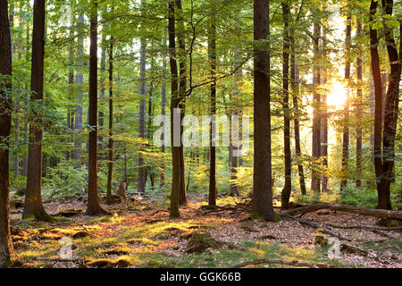 Kellerwald foresta con la mattina presto i raggi di sole che splende attraverso i faggi in Kellerwald-Edersee National Park, Odershausen, cattivo Foto Stock