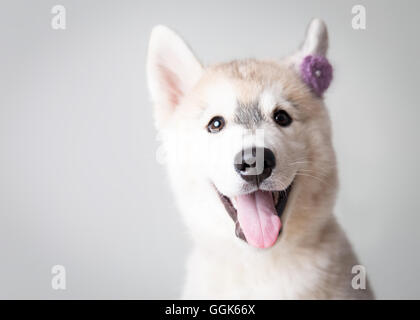 Cucciolo di Husky con una prua viola close up Foto Stock