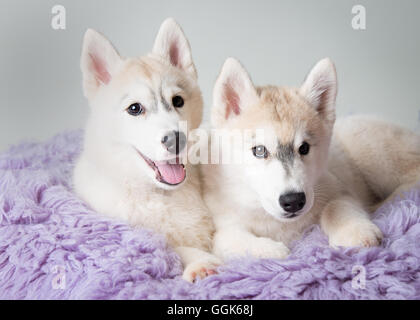 Due huskies giacente su un tappeto di colore viola Foto Stock