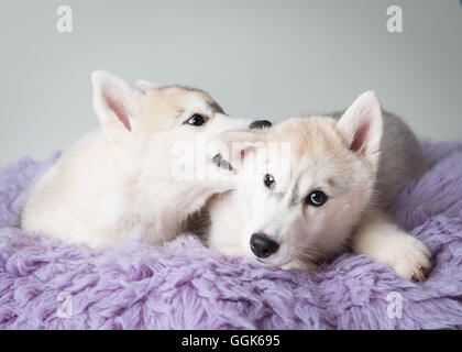 Due huskies amorevole su un tappeto di colore viola Foto Stock