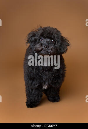 Carino cockapoo nero in un studio Foto Stock