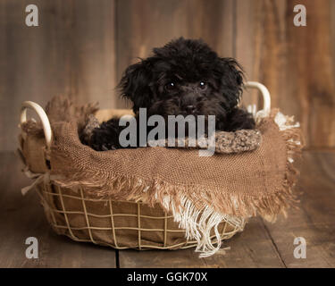 Carino cockapoo nero in una ciotola in un ambiente di studio Foto Stock