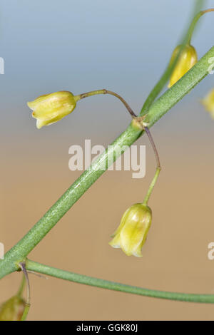 Asparagi - Asparagus officinalis Foto Stock