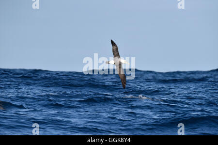 Il Salvin Albatross - Thalassarche salvini Foto Stock