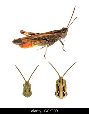 Campo comune Grasshopper - Chorthippus brunneus top= maschio in basso a sinistra = maschio in basso a destra = femmina Foto Stock