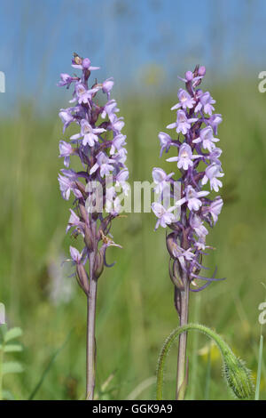 Chalk fragrante-orchid - Gymnadenia conopsea Foto Stock