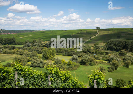 Vista da Escherndorfer Fuerstenberg vigna per Nordheimer Voegelein e Sommeracher Katzenkopf vigneti, vicino Neuses am Berg, Foto Stock