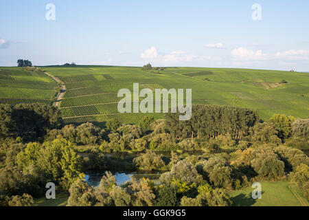 Vista da Escherndorfer Fuerstenberg vigna per Mainschleife dal fiume principale a vigneti dietro, vicino Escherndorf, Franconia, Foto Stock