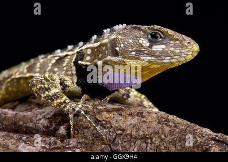 Peruviano throated viola lizard (Stenocercus imitatore) Foto Stock