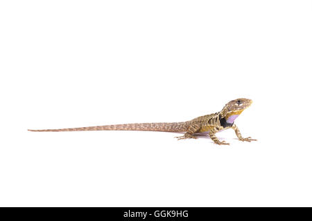 Peruviano throated viola lizard (Stenocercus imitatore) Foto Stock