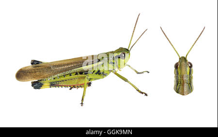 Vasta palude Grasshopper - Stethophyma grossum Foto Stock