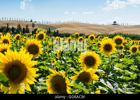 Campo pieno di girasoli, le Crete Senesi, vicino a Siena, Toscana, Italia Foto Stock