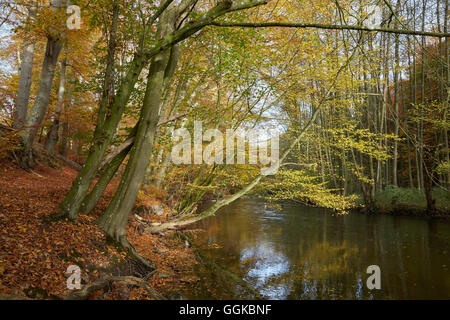 Autunno in Warnow Durchbruchstal vicino Eickhof, Sternberger Seenland Natura Park, Mecklenburg Vorpommern, Germania Foto Stock