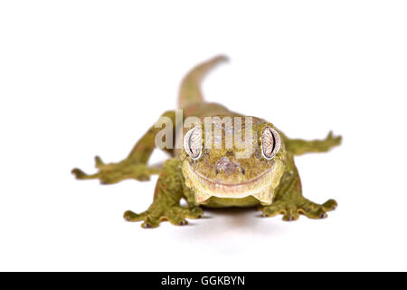 Mossy nuovo Caledonian gecko (Mniarogekko chahoua) Foto Stock