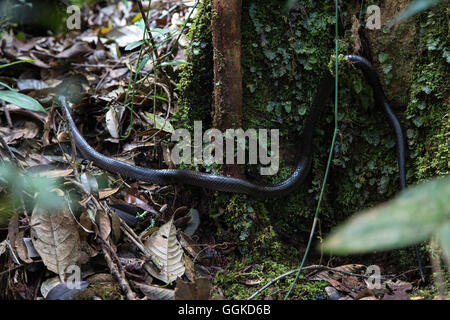 Snake, Mount Kinabalu, Borneo Malese. Foto Stock