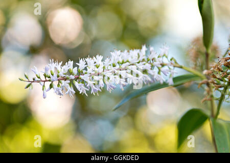 Dateil di cavolo fiore ad albero (Cordyline australis), Motuara Island, Esterno Queen Charlotte Sound, Marlborough, Isola del Sud, Nuova Foto Stock