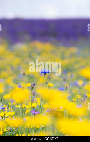 Centaurea cyanus. Fiordaliso nel prato di fiori selvaggi confine accanto a campi di lavanda in Snowshill. Gloucestershire, Inghilterra Foto Stock