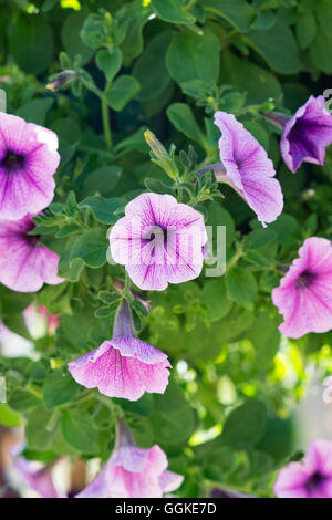 La Petunia f1 onda facile "prugna vein " fiori in una cesta appesa Foto Stock