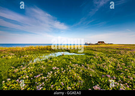 Dimora Poggio, Hallig Langeness, Nord Isole Frisone, Schleswig-Holstein, Germania Foto Stock