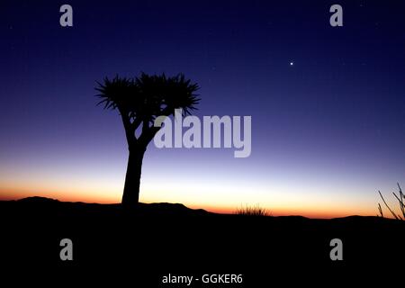 Faretra tree (aloe dichotoma) poco dopo il tramonto, Namibia Foto Stock