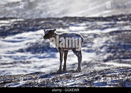 La renna di vitello, Chukotka Okrug autonomo, Siberia, Russia Foto Stock