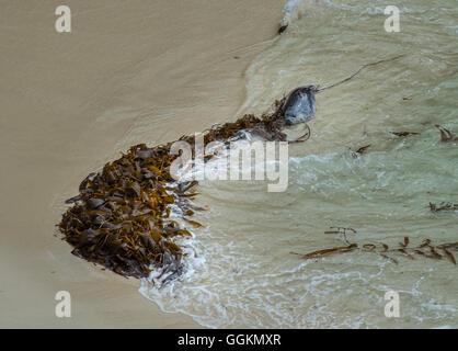 Porto di appoggio della guarnizione sul China Beach Point Lobos California Foto Stock