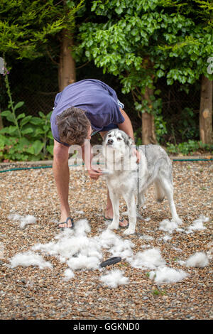 Cappotto di cane cura. Siberian Husky, nella muta, essendo pettinato. (Canis lupus familiaris). Foto Stock