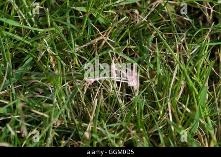 Problema di Prato - Filo rosso- (può essere di colore rosso o rosa)- - Laetisaria fuciformis) MIW253605 Foto Hor Foto Stock