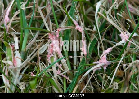 Problema di Prato - Filo rosso- (può essere di colore rosso o rosa)- - Laetisaria fuciformis MIW253606 Foto Hort Foto Stock