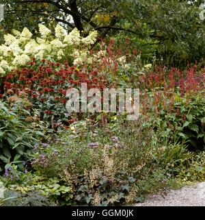 Un confine di colore - Rosso - Con Monarda Persicaria e Heuchera OCB027980 Foto Stock