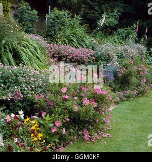 Un confine a colori - argento e rosa - con gerani Citsus Dianthus Digitalis e Phuopsis OCB059406 C obbligatoria Foto Stock
