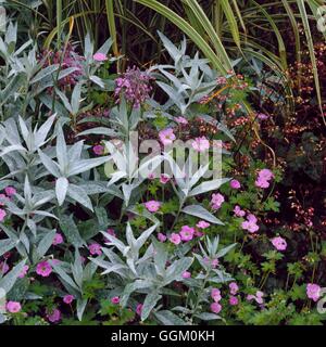 Un confine a colori - argento e rosa - con Artemisia ludoviciana 'Valerie Finis' Allium carinatum ssp. puchellum Heuchera e Ge Foto Stock