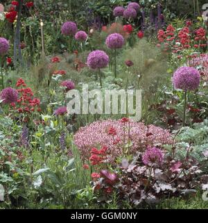 Un confine di colore - Viola - (si prega di credito: Foto Hort/McKelvey sapiente Garden Design) OCB108728 Foto Stock