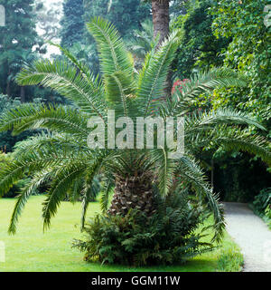 Phoenix canariensis AGM - Isola Canarie Data Palm PAL003457 Foto Stock